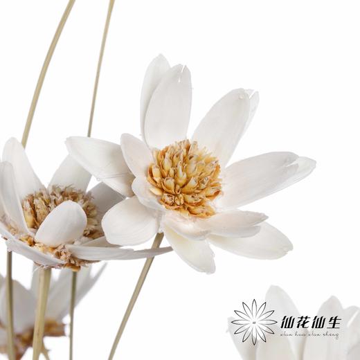 永生花 | 瓜子莲白色 商品图6