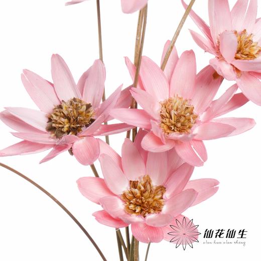 永生花 | 瓜子莲粉色 商品图0