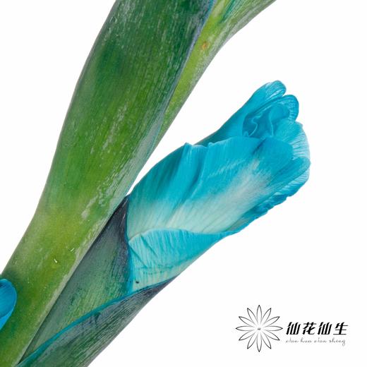 染色剑兰 | 蒂芙尼蓝(上色不一,介意慎拍) 商品图3