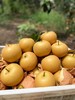 莱阳秋月梨19.8元1箱约4斤6枚装，明天到 商品缩略图1