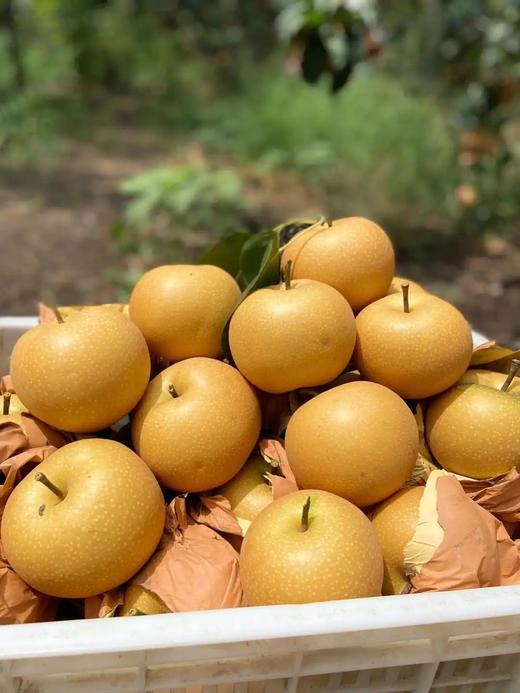 莱阳秋月梨19.8元1箱约4斤6枚装，明天到 商品图1