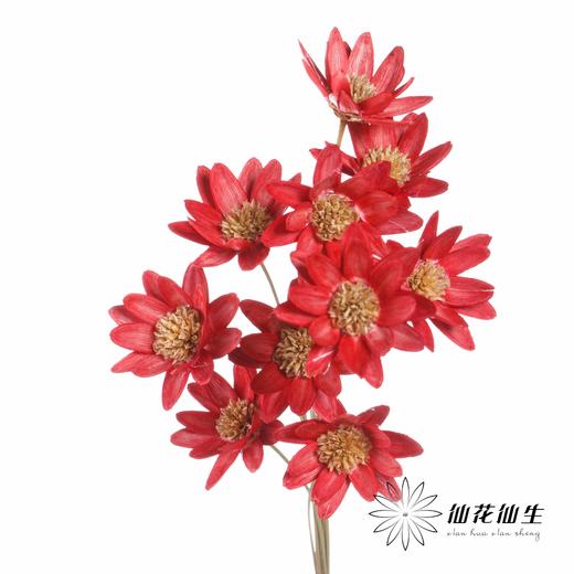 永生花 | 瓜子莲红色 商品图3