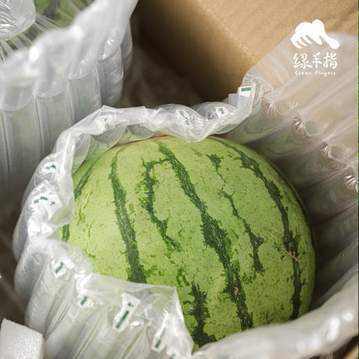 生态西瓜（河北）|合作生产 *Ecological Watermelon | Partner Production 商品图3