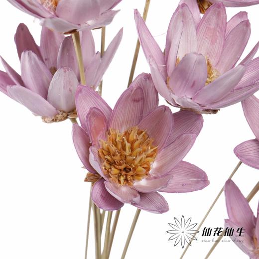 永生花 | 瓜子莲粉紫色 商品图3