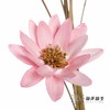 永生花 | 瓜子莲粉色 商品缩略图2