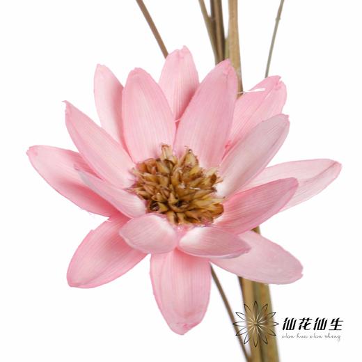 永生花 | 瓜子莲粉色 商品图2
