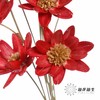 永生花 | 瓜子莲红色 商品缩略图4