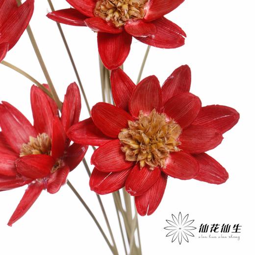 永生花 | 瓜子莲红色 商品图4