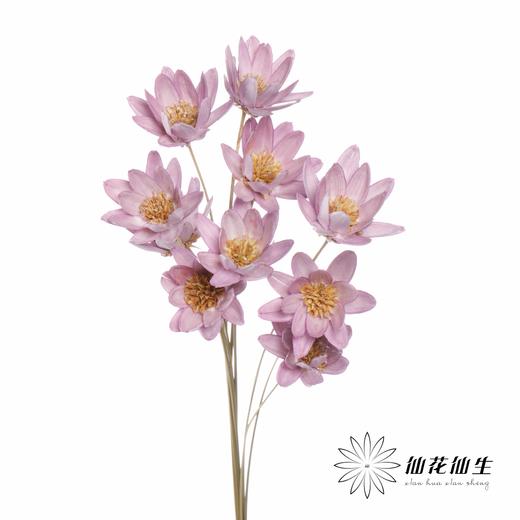 永生花 | 瓜子莲粉紫色 商品图1
