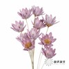 永生花 | 瓜子莲粉紫色 商品缩略图2