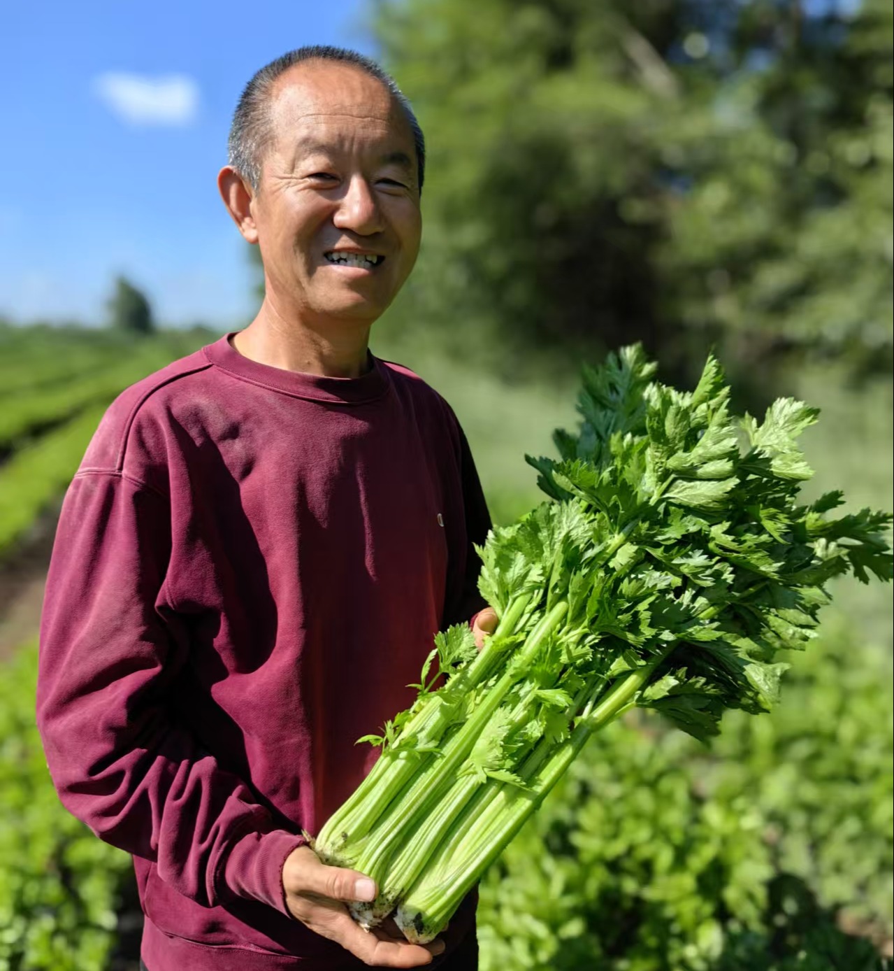 生态西芹  | 口感爽脆 味道鲜美 |合作生产 *Celery