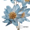 永生花 | 瓜子莲天蓝色 商品缩略图1