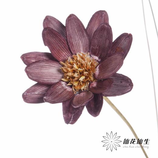永生花 | 瓜子莲烟熏紫 商品图0