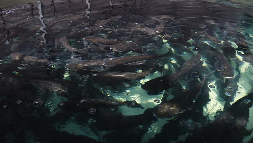 【预售】健身鱼~草鱼（活鱼两斤左右，净菜1.8斤以上），预售产品需提前一天预订哦 商品图2