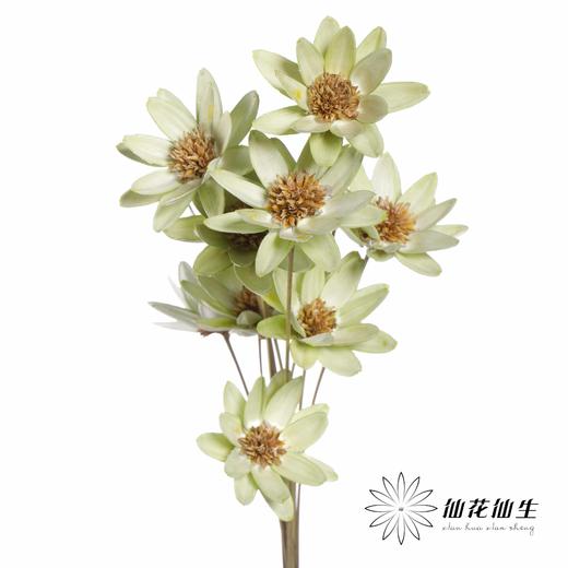 永生花 | 瓜子莲果绿 商品图1