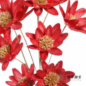 永生花 | 瓜子莲红色