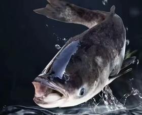 【预售】健身鱼~鳙鱼/大头鱼/清水鱼（活鱼3斤左右、净菜2.8斤以上）预售产品需提前一天预订哦