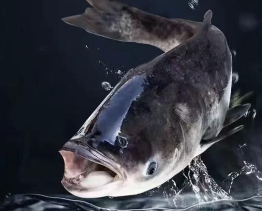 【预售】健身鱼~鳙鱼/大头鱼/清水鱼（活鱼3斤左右、净菜2.8斤以上）预售产品需提前一天预订哦 商品图0