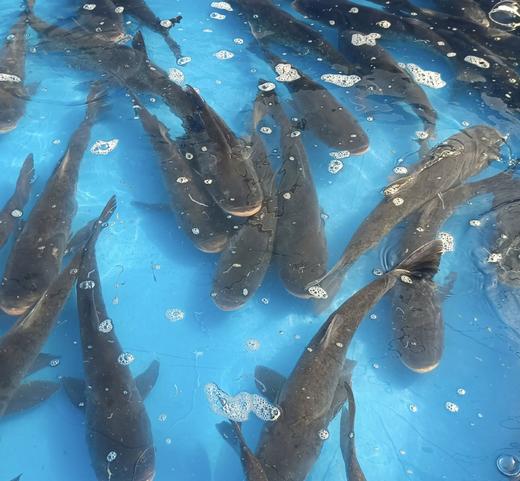 【预售】健身鱼~鳙鱼/大头鱼/清水鱼（活鱼3斤左右、净菜2.8斤以上）预售产品需提前一天预订哦 商品图1