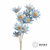 永生花 | 瓜子莲天蓝色 商品缩略图3