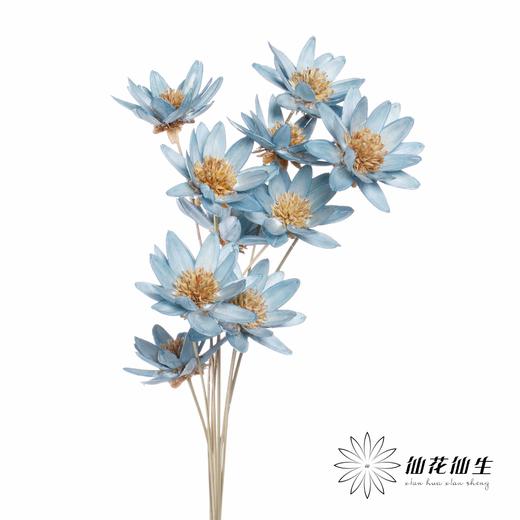 永生花 | 瓜子莲天蓝色 商品图3