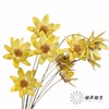 永生花 | 瓜子莲黄色 商品缩略图3