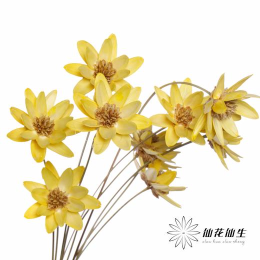 永生花 | 瓜子莲黄色 商品图3