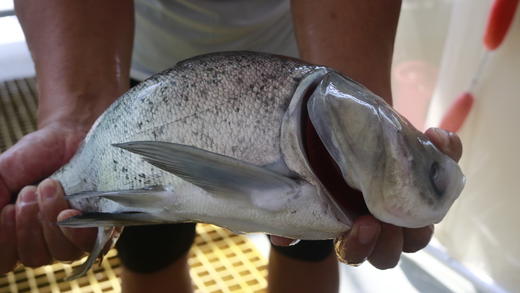 【预售】健身鱼~鳙鱼/大头鱼/清水鱼（活鱼3斤左右、净菜2.8斤以上）预售产品需提前一天预订哦 商品图6