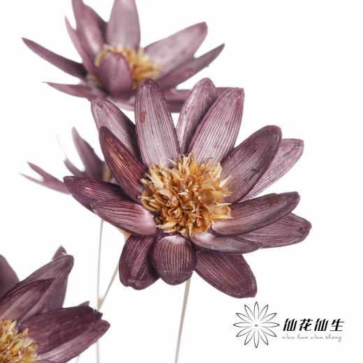 永生花 | 瓜子莲烟熏紫 商品图2