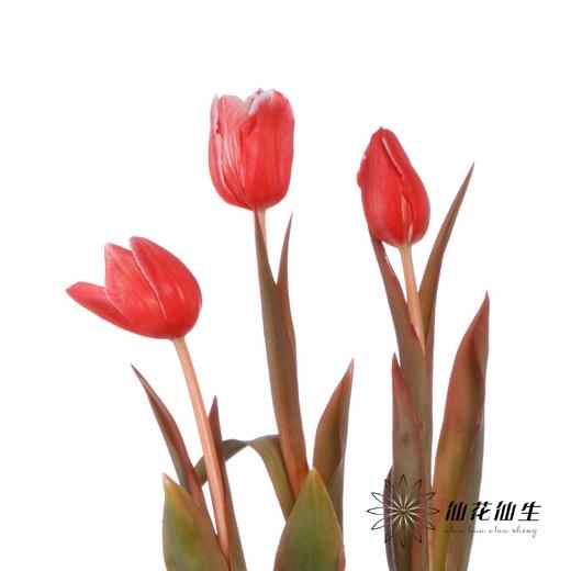 荷兰花材 | 染色郁金香鲑鱼粉【染色有差异介意慎拍】 商品图1