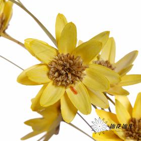 永生花 | 瓜子莲黄色