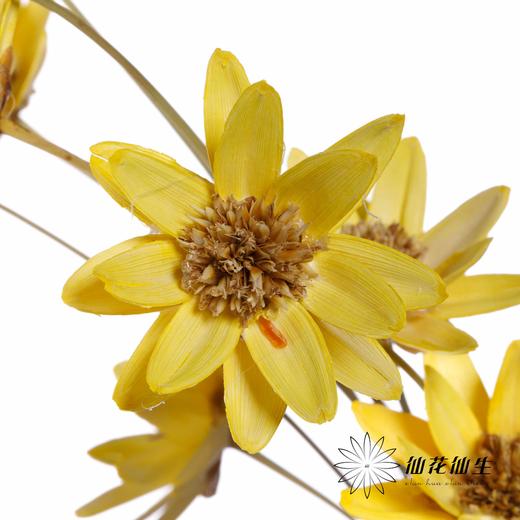 永生花 | 瓜子莲黄色 商品图0
