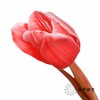 荷兰花材 | 染色郁金香鲑鱼粉【染色有差异介意慎拍】 商品缩略图6