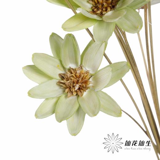 永生花 | 瓜子莲果绿 商品图2