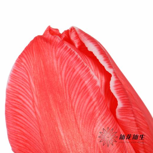 荷兰花材 | 染色郁金香鲑鱼粉【染色有差异介意慎拍】 商品图5