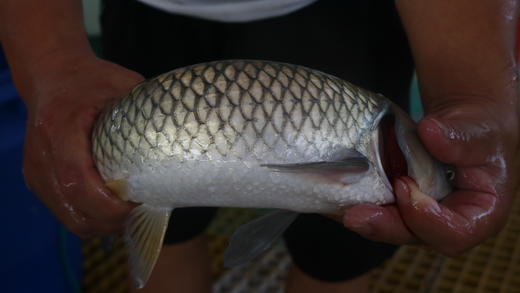 【预售】健身鱼~草鱼（活鱼两斤左右，净菜1.8斤以上），预售产品需提前一天预订哦 商品图0