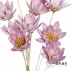 永生花 | 瓜子莲粉紫色 商品缩略图4