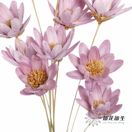 永生花 | 瓜子莲粉紫色 商品图4