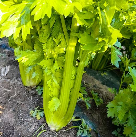 生态西芹  | 口感爽脆 味道鲜美 |合作生产 *Celery 商品图1