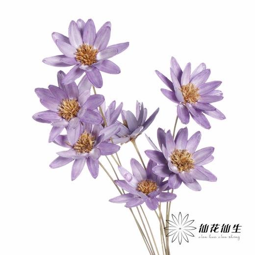 永生花 | 瓜子莲香芋紫 商品图1