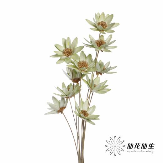永生花 | 瓜子莲果绿 商品图3