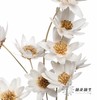 永生花 | 瓜子莲白色 商品缩略图1