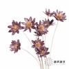 永生花 | 瓜子莲烟熏紫 商品缩略图1