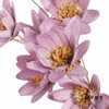 永生花 | 瓜子莲粉紫色 商品缩略图0
