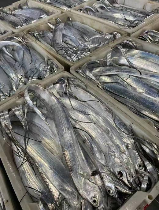 舟山本港野生小眼睛钓带21.8约1.5斤4-5条／，明天到 商品图2