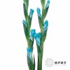 染色剑兰 | 蒂芙尼蓝(上色不一,介意慎拍) 商品缩略图0