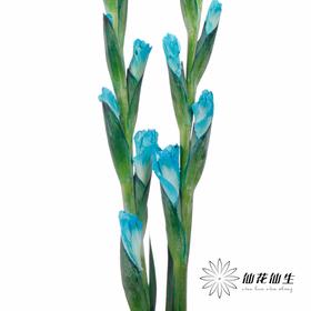 染色剑兰 | 蒂芙尼蓝(上色不一,介意慎拍)