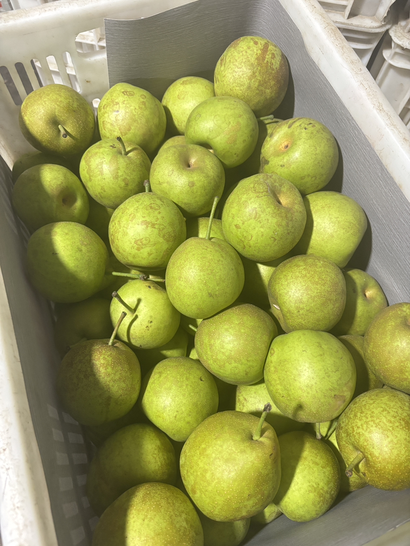9.9元4斤当季现摘翠玉梨一袋