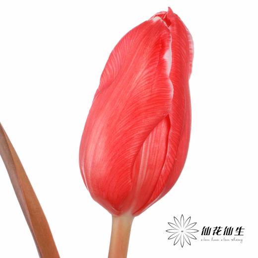 荷兰花材 | 染色郁金香鲑鱼粉【染色有差异介意慎拍】 商品图4