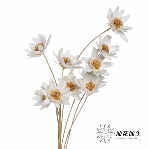 永生花 | 瓜子莲白色 商品图3